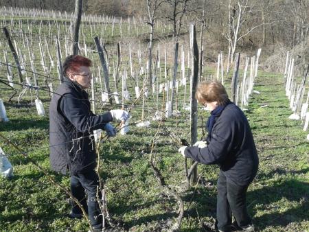 Člani TND Razkrižje obdelujejo vinograd v Šprincu 5